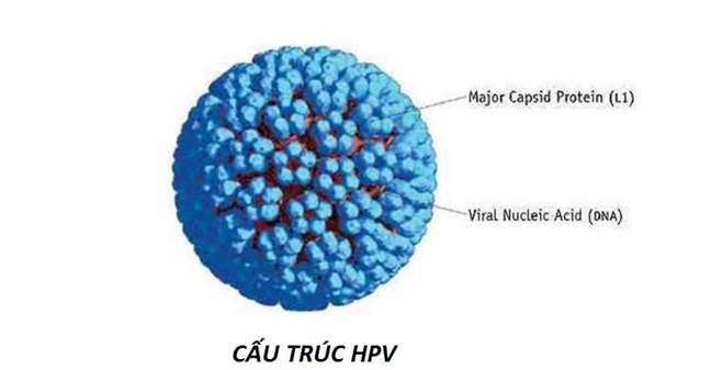 Các Ngộ Nhận Sai Về Chủng Virus HPV Mà Cần Phải Biết